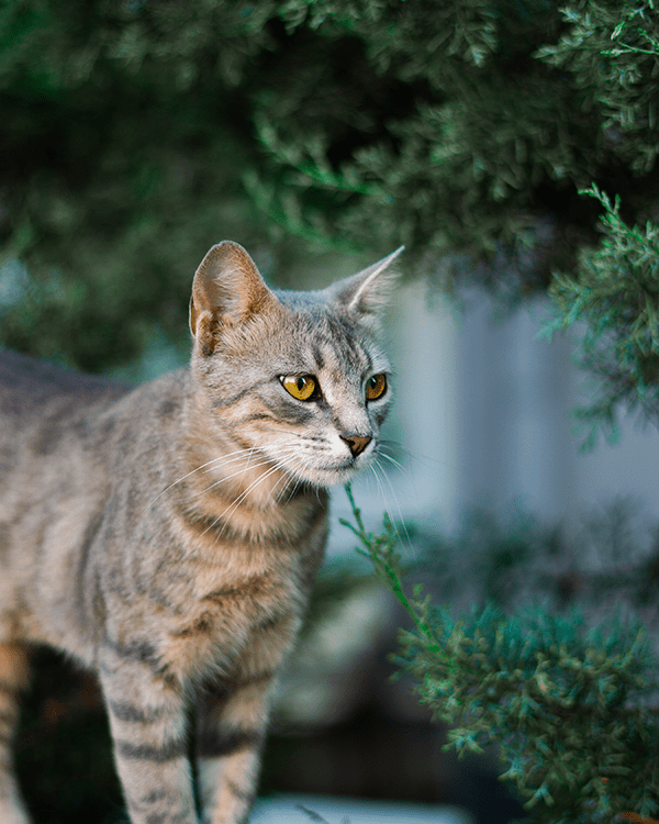 cat spraying stress anxiety